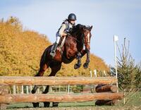 Reconversion de chevaux de courses