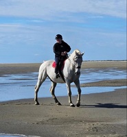 Bajnok